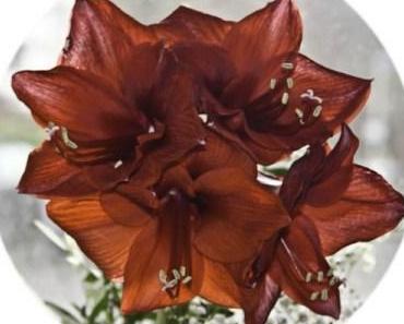 Amaryllis vs. Frühlingsprimel