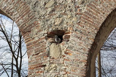 Tauben am alten Aquädukt in Pisa Vivi D'Angelo (3)