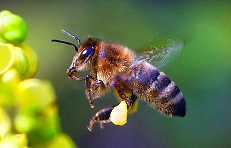Europa braucht mehr Bienen-für Biosprit
