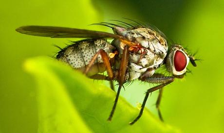 Insekten ganz nah - erste Versuche in der Makrofotografie