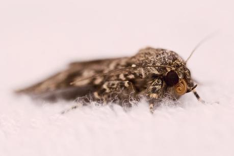 Insekten ganz nah - erste Versuche in der Makrofotografie