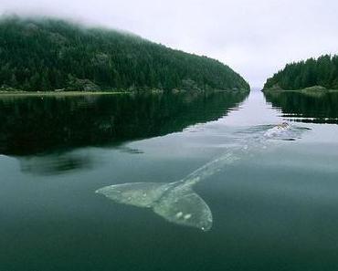 Young Hare aus Frankfurt - neues Album im März
