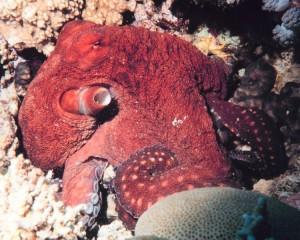 750px-Octopus_macropus_-_The_Coral_Kingdom_Collection