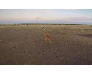 Drohnen über der Serengeti
