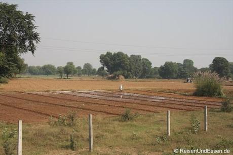 Ackerland zwischen Jaipur und Agra