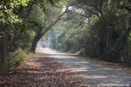 Weg im Vogelschutzgebiet in Bharatpur