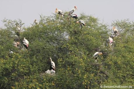 Störche auf Bäumen im Vogelschutzgebiet in Bharatpur