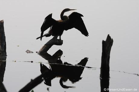 Spiegelung im Vogelschutzgebiet in Bharatpur