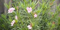 Oleander