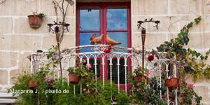 Welche Blumen passen zu meinem Balkon