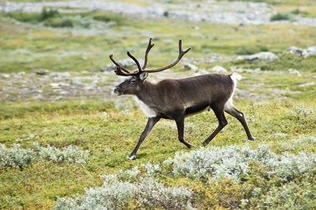 Alexandre Buisse Wikimedia-strolling_reindeer