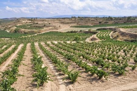 Weinbau Rioja Sommer