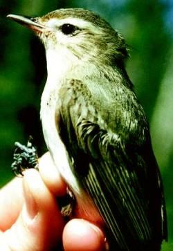 Wir sind benannt nach diesem süßen Vogel. (c)Alois Staudacher/commons.wikimedia.org