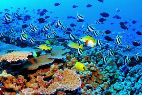 Schutz für das Great Barrier Reef