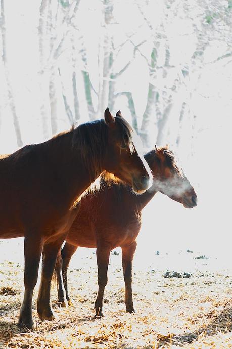 Horses in winter by lebenslustiger.com