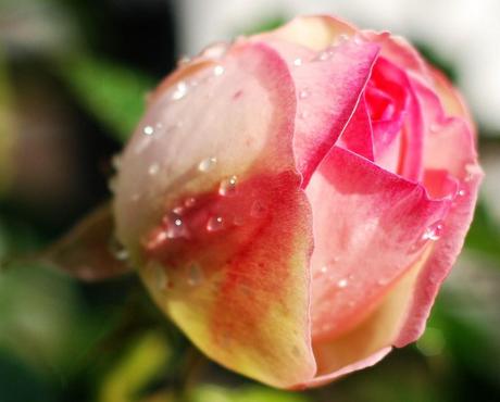 Kuriose Feiertage - 7. Februar - Rosentag - Tag der Rose als Auftakt der Valentins-Woche 2 - (c) 2014 Sven Giese - www.kuriose-feiertage.de