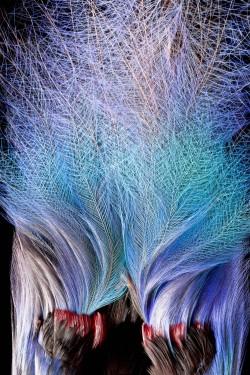 Federn des Blauparadiesvogel