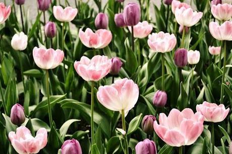 tulips_ac