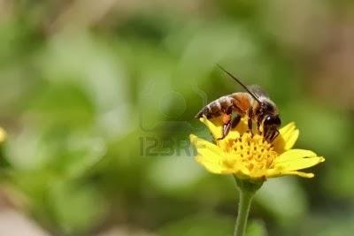 Fipronil wird zugelassen-Gefahr für die Bienen