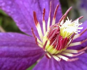 Farbenfrohes Schwarz