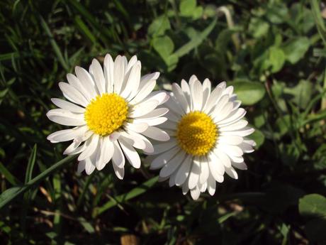 tischdekoration frühling