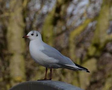 Ich habe mir den Frühling geholt....