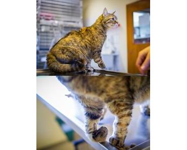 Zwei Liebe Katzen brauchen Hilfe