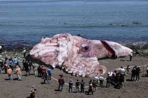 Quelle: http://www.lightlybraisedturnip.com/giant-squid-in-california/