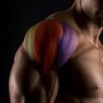 Muskelaufbau Schulter -Aufbau und Übungen