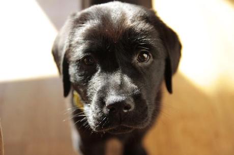 schwarzer Labrador Welpe mit zwei Monaten Foto © Vivi D'Angelo (1)