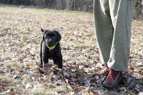 schwarzer Labrador Welpe beim Training © Vivi D'Angelo