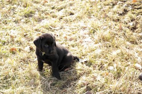 schwarzer labrador welpe schlaeft©Vivi D'Angelo (3)