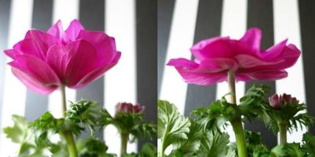 Flowerday...Anemonen