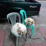 Zwei Hunde auf Plastikstühlen