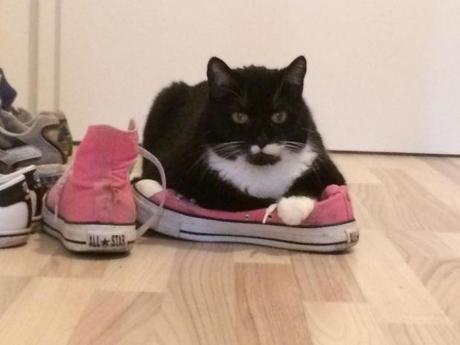 Converse Chuck Taylor All Star M9006 Pink - loved by Cats