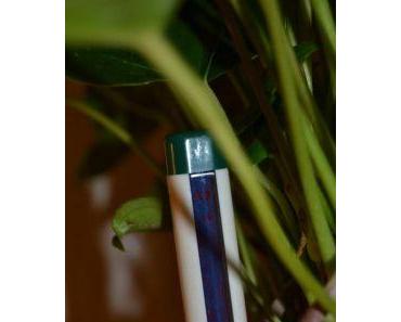 "Ernas grünes Wohnzimmer" - grün, grüner, Froschalarm...