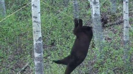 Black bear attempts walking across a rope Screenshot