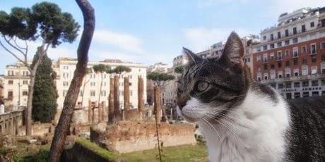 Rom: wilde Katzen und schnelle Nonnen