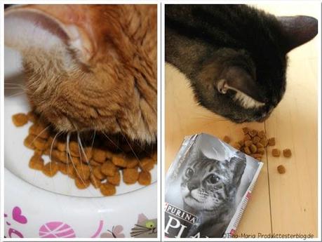 Wie unsere Katzen das neue Purnia PRO PLAN Delikate fanden