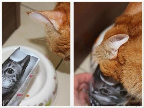 Wie unsere Katzen das neue Purnia PRO PLAN Delikate fanden