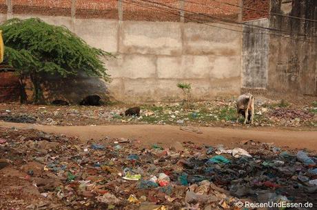 Müll und Tiere in Khajuraho