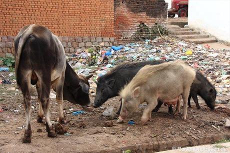 Kuh und Schweine im Müll in Khajuraho