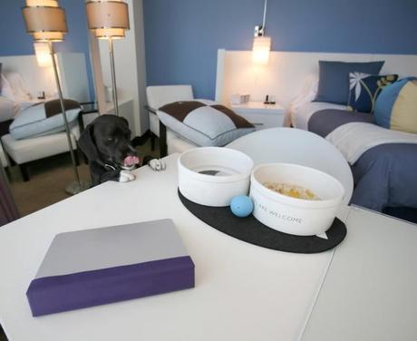 So ist es ideal: Der Hund wird im Hotelzimmer mit Futter und Spielzeug begrüßt Foto: © ilumus photography - Fotolia.com
