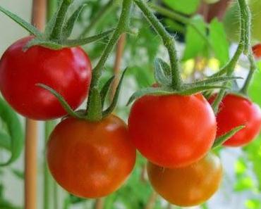 Ist Tomaten züchten nur Placebo?