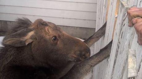 Baby Moose - caught in gate Screencap1