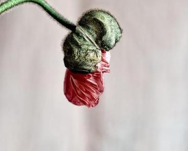 Melancholischer Mohn