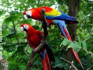 Aras © Costa Rica Tourist Board