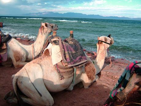 Dahab-Camels