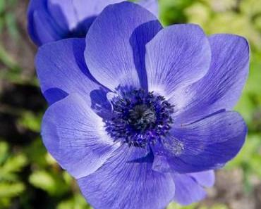 Aus meinem Garten – Blaue Anemonen