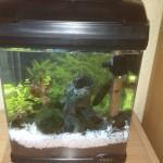 Leben im Nano Becken